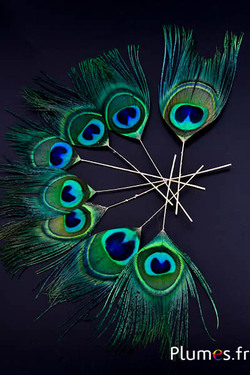 Pauw blauw gouden schacht - 15-25 cm - smaragdgroen